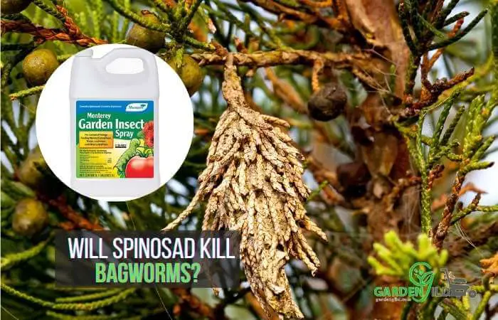Will Spinosad kill bagworms?