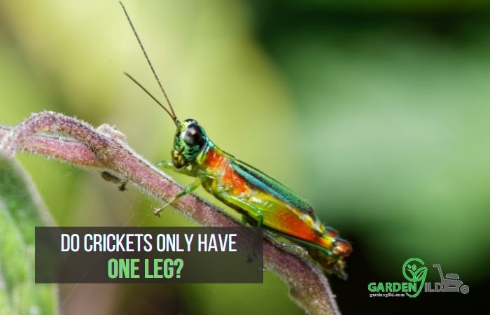 do crickets only have one leg?