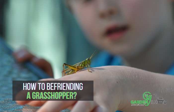  befriending a Grasshopper