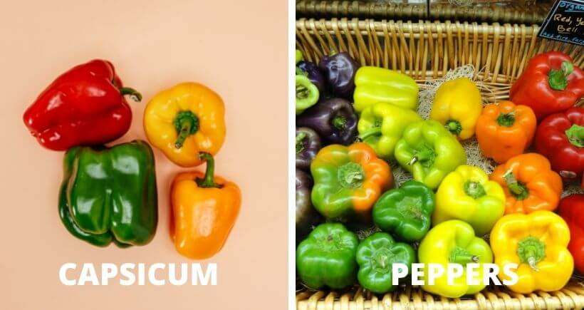Are capsicum and peppers the same?