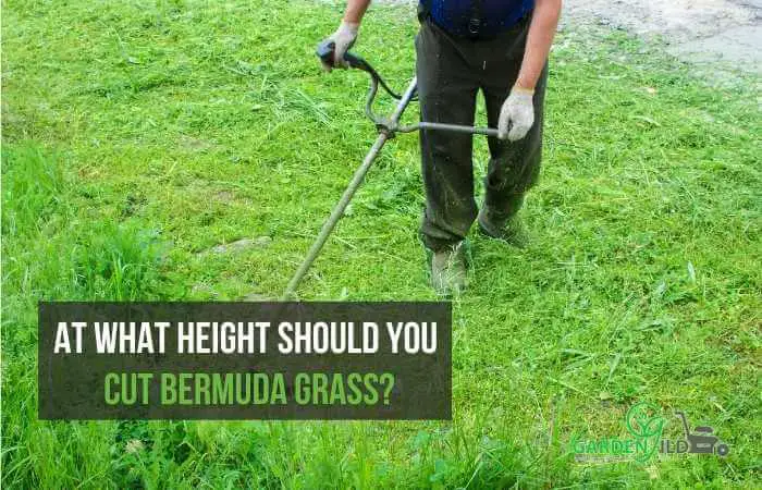 At what height should you cut Bermuda grass?