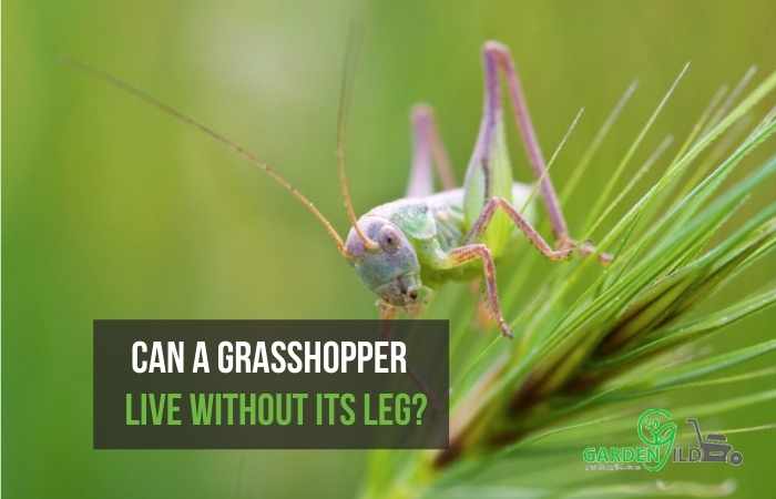 Can a grasshopper live without its leg?
