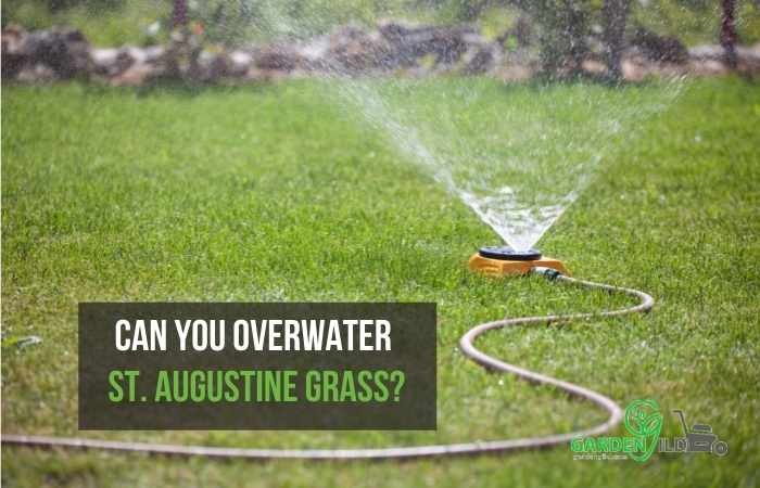 Can you overwater St. Augustine grass?