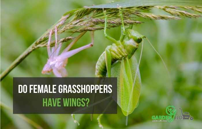 Do female grasshoppers have Wings?