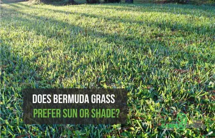 Does Bermuda grass prefer sun or shade?