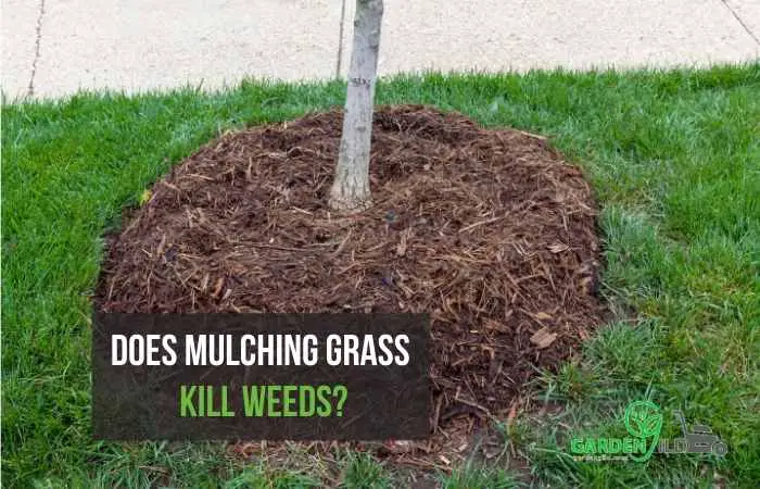 Does mulching grass kill weeds?