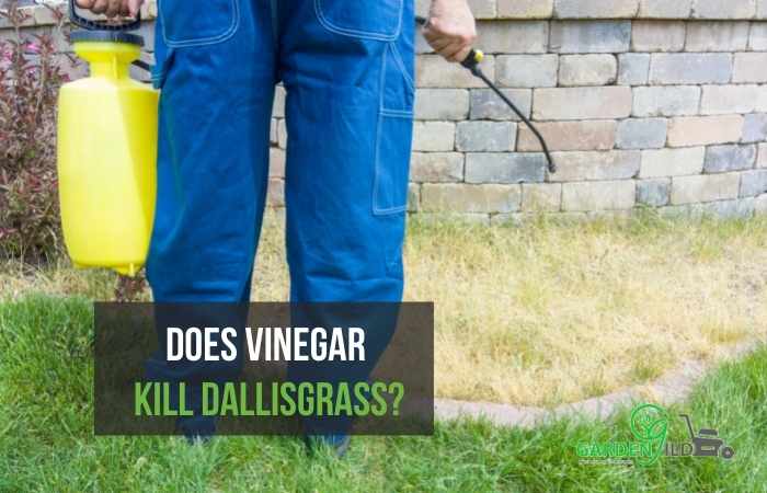 Does vinegar kill dallisgrass?