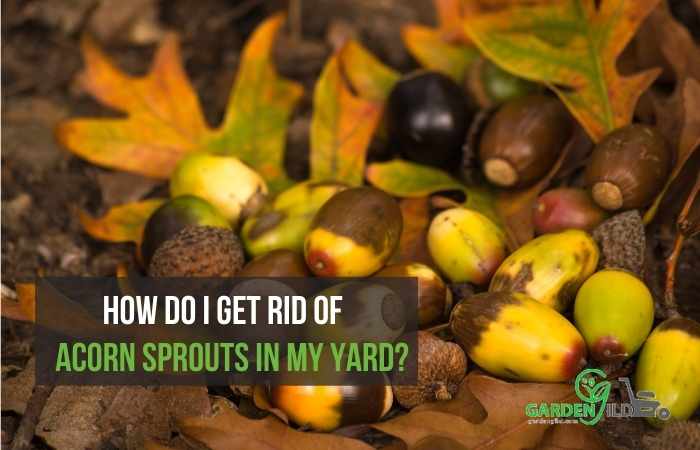 How do I get rid of acorn sprouts in my yard?