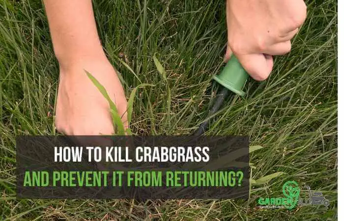 How to kill crabgrass and prevent it from returning?