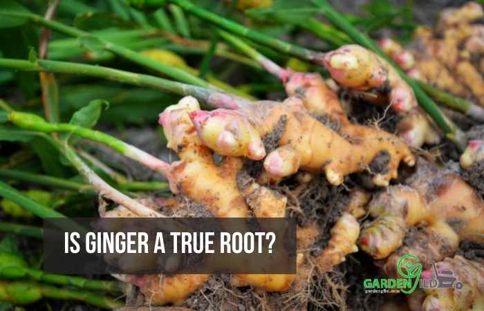 Is ginger a true root?