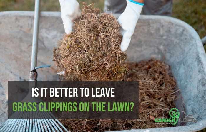 Is it better to leave grass clippings on the lawn?
