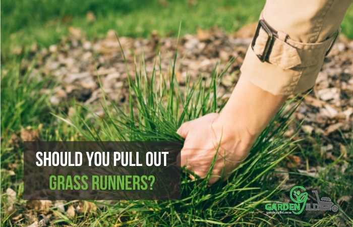 Should you pull out grass runners?