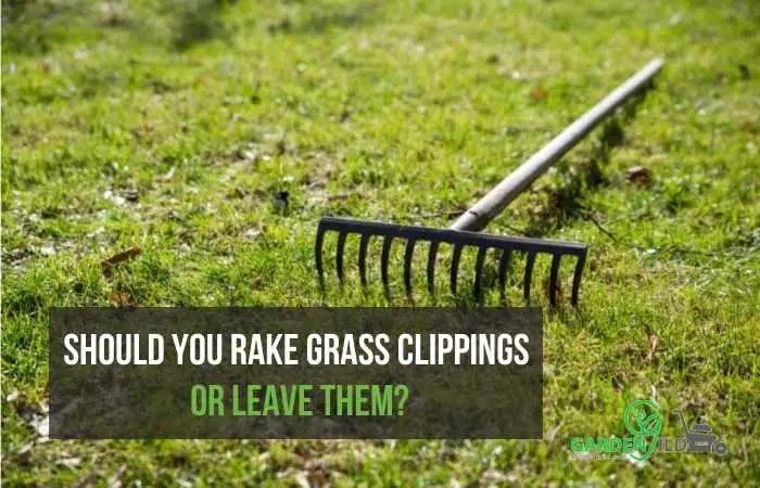 Should you rake grass clippings or leave them?