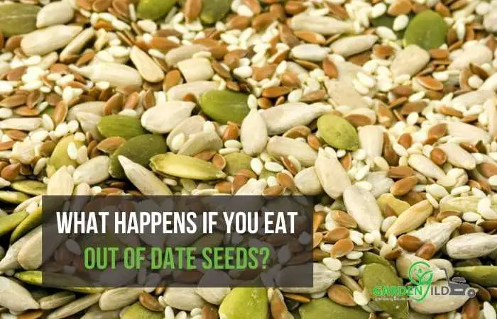 What happens if you eat out of date seeds?