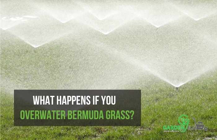 What happens if you overwater Bermuda grass?