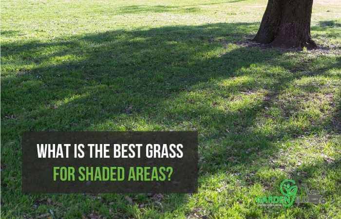 What is the best grass for shaded areas?