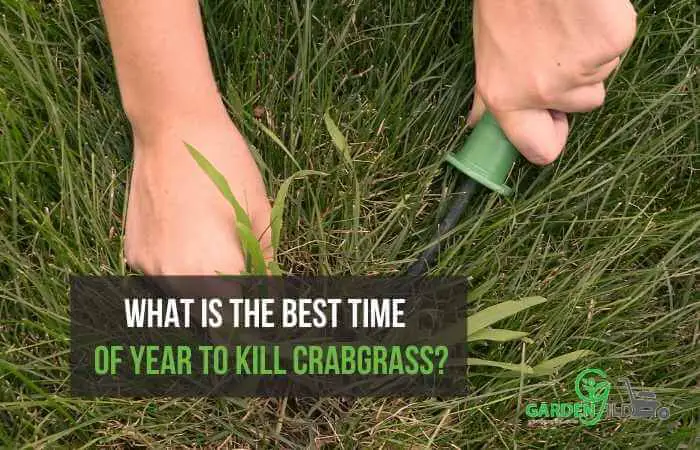 What is the best time of year to kill crabgrass?