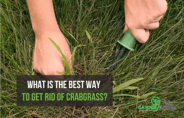 What is the best way to get rid of crabgrass?