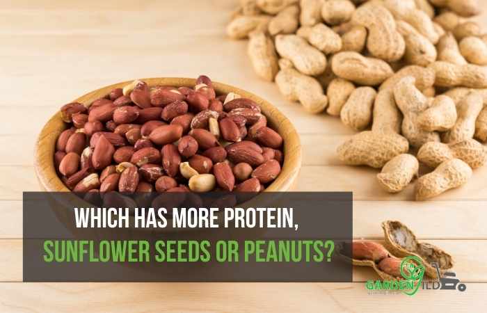 Which has more protein, sunflower seeds or peanuts?