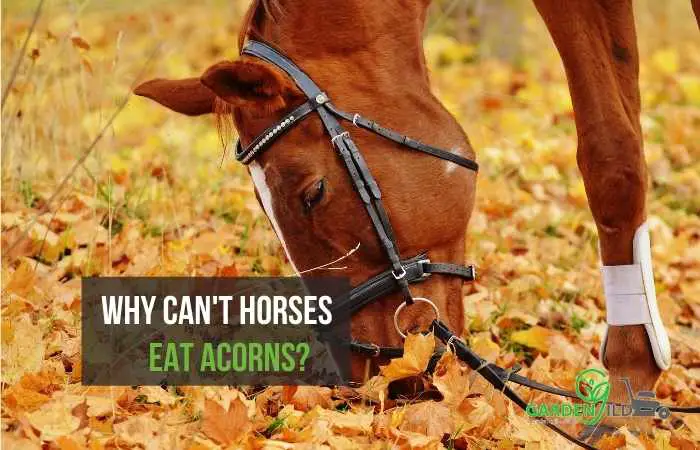 Why can't horses eat acorns?