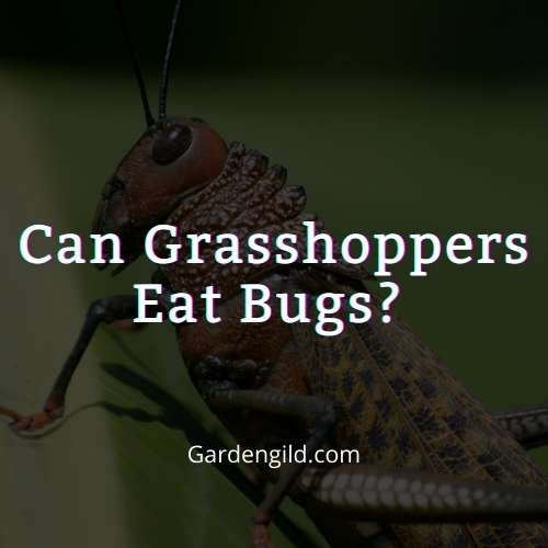 Can Grasshoppers Eat Bugs thumbnails
