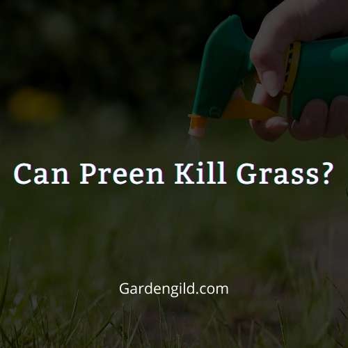 Can Preen Kill Grass thumbnails
