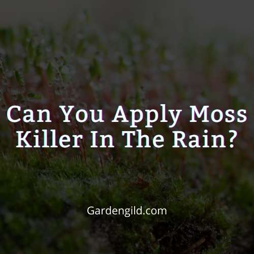 Can you apply moss killer in the rain thumbnails