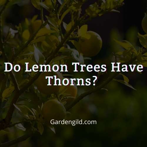lemon trees have thorns thumbnails