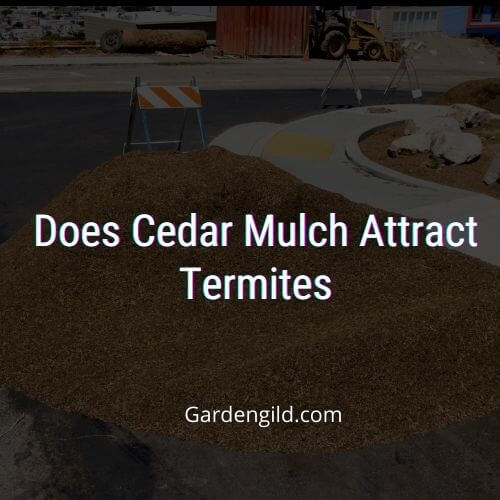Does Cedar Mulch Attract Termites thumbnails