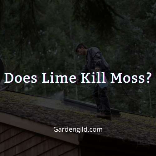 Does Lime Kill Moss thumbnails