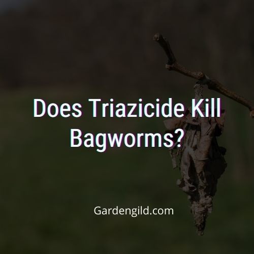 Does Triazicide Kill Bagworms thumbnails
