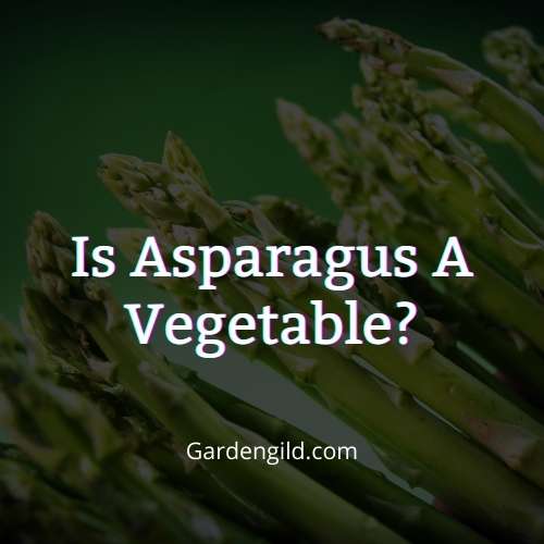 Is asparagus a vegetable thumbnails