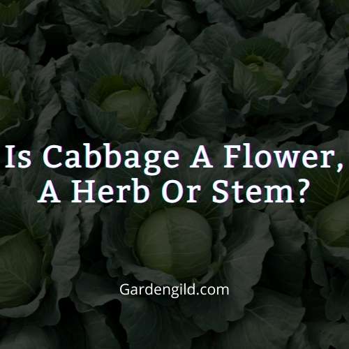 Is cabbage a flower thumbnails