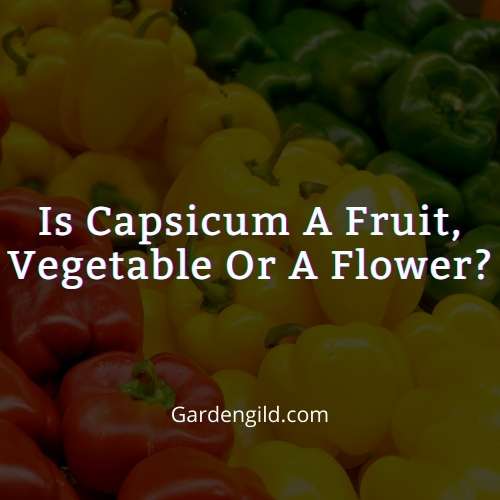 Is capsicum a fruit thumbnails