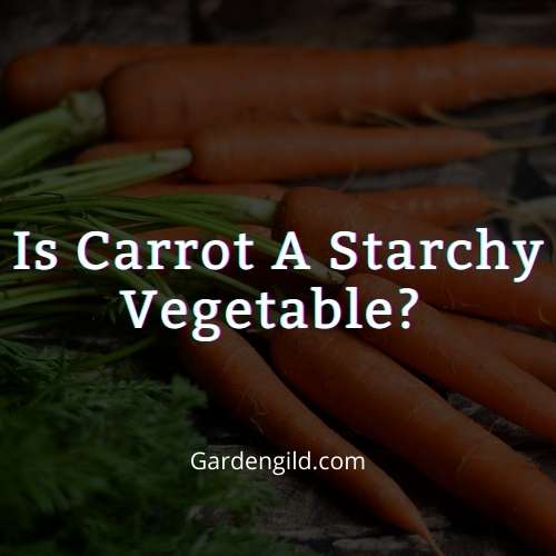 Is carrot a starchy vegetable thumbnails