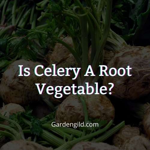 Is celery a root vegetable thumbnails