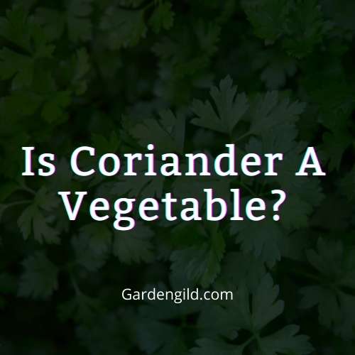Is coriander a vegetable thumbnails