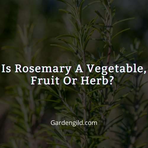 Is rosemary a vegetable thumbnails