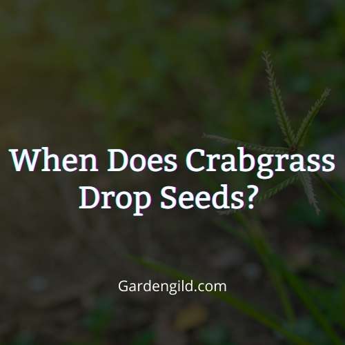 When does crabgrass drop seeds thumbnails