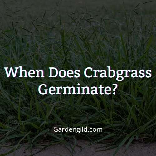 When does crabgrass germinate thumbnails