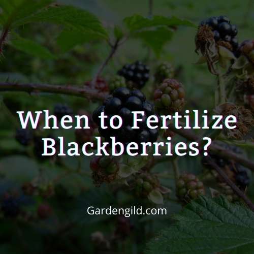 When to Fertilize Blackberries thumbnails