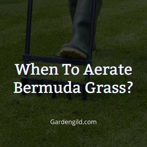 When to aerate Bermuda grass thumbnails