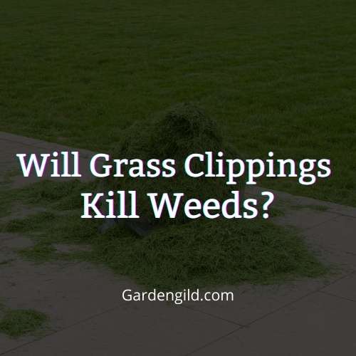 Will Grass clippings kill weeds thumbnails
