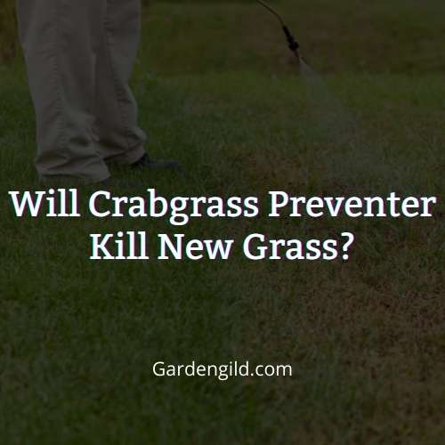 Will crabgrass preventer kill new grass thumbnails