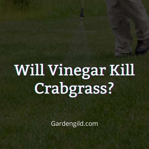 Will vinegar kill crabgrass thumbnails