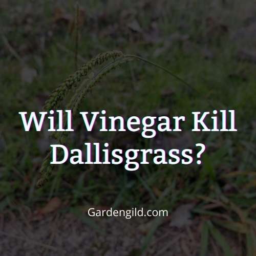 Will vinegar kill dallisgrass thumbnails