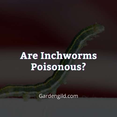 Are Inchworms Poisonous thumbnails