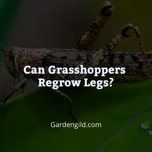 Can grasshoppers regrow legs thumbnails