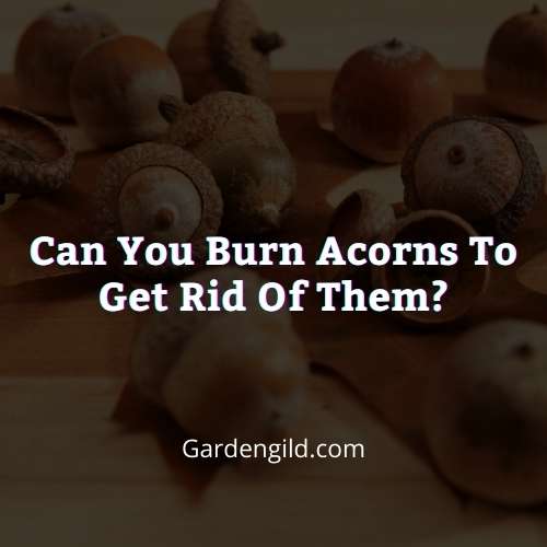 Can you burn acorns to get rid of them thumbnails
