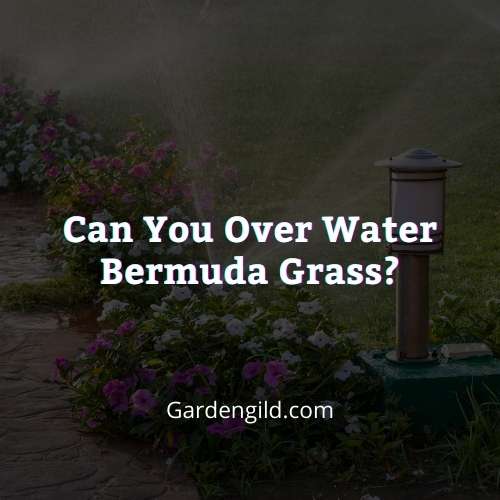Can you over water Bermuda grass thumbnails